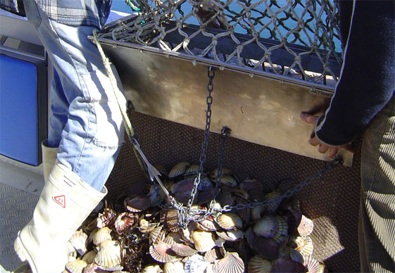 Haul of Scallops after one tow